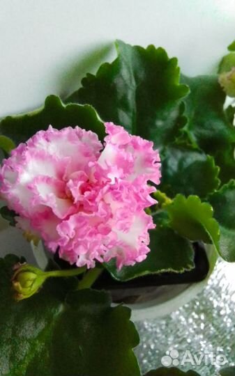 Сортовые фиалки цветущие