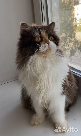 Отдам британку дш