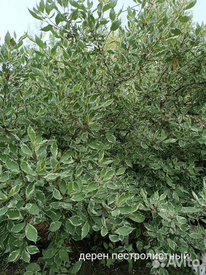 Саженцы декоративных кустарников