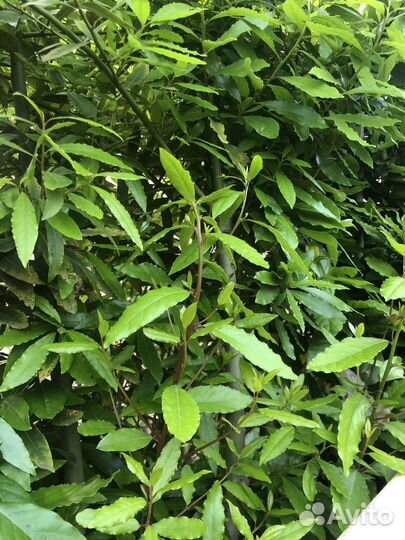 Лавровый лист