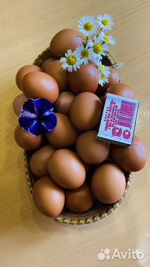 Продаю домашне яйцо