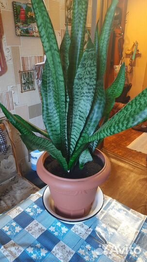 Щучий хвост(Сансевиерия)