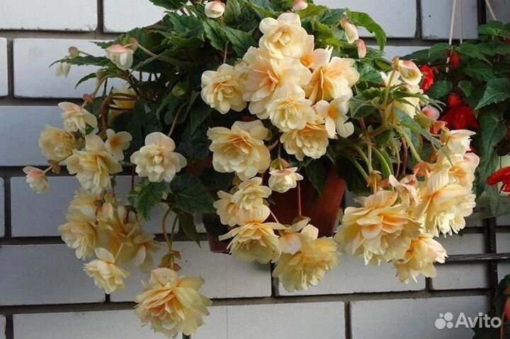 Бегонии ампельные