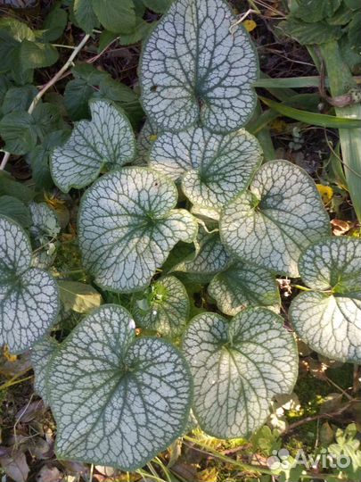 Гортензия и другие растения