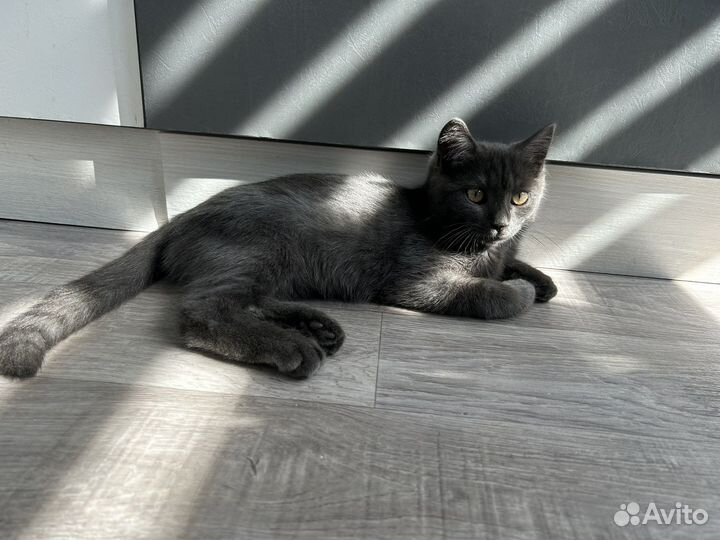 Отдам бесплатно котенка 3 месяца