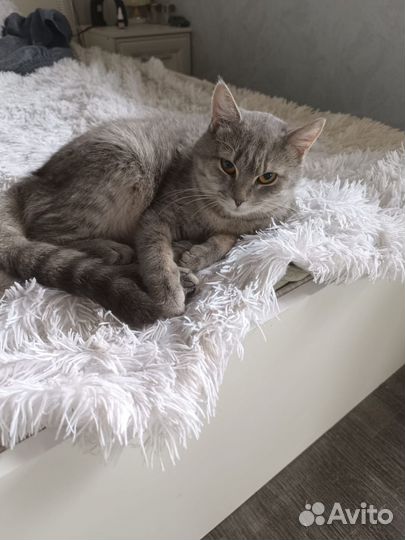 Кошка в дар