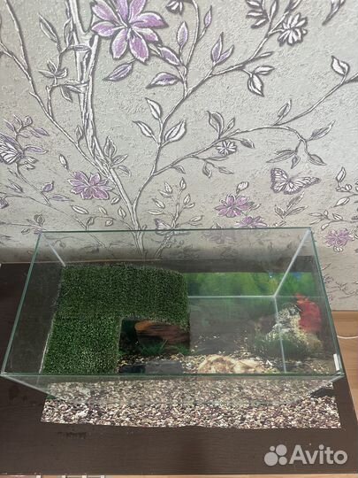 Аквариум