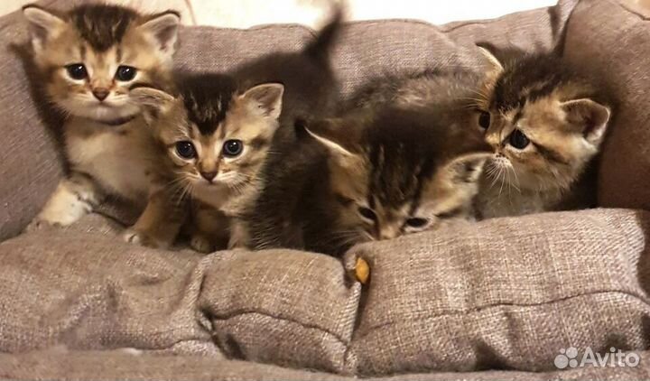 Котята британской золотой шиншиллы