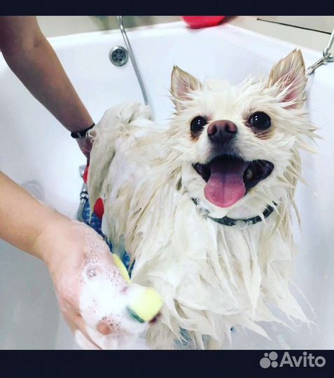 Стрижка собак и кошек. Тримминг