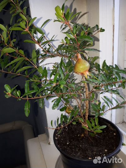 Семена Гранат комнатный