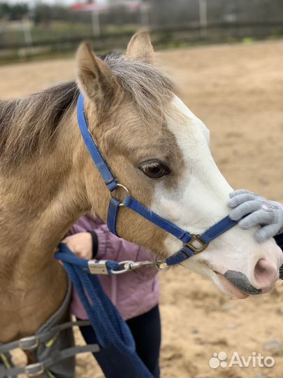 Уэльский пони
