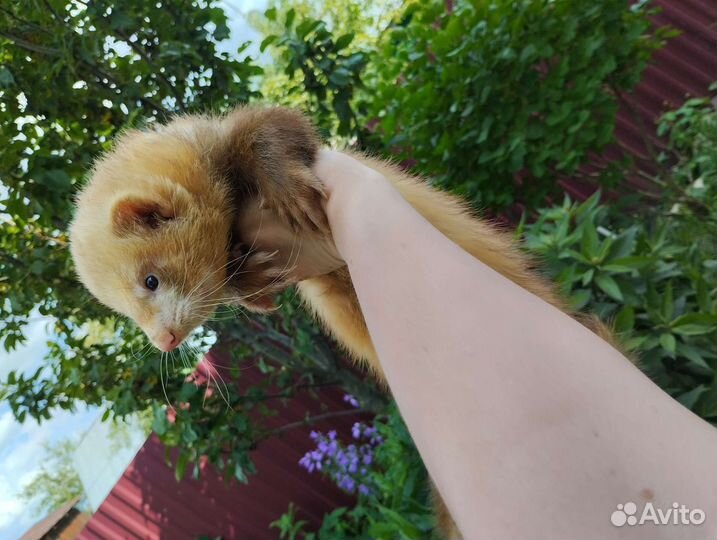 Хорек. Привит, ручной. Доставка