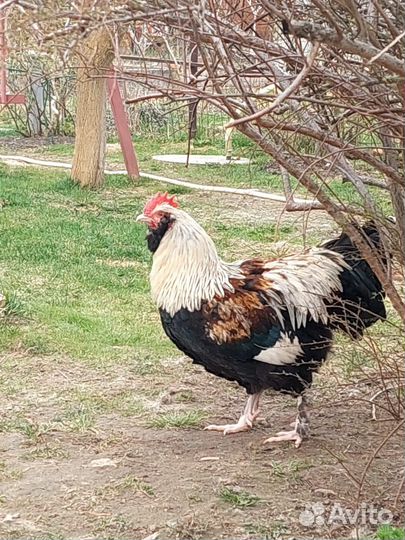Петух Фавероль