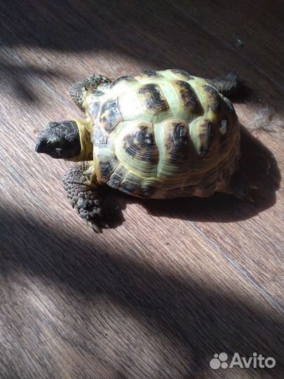 Сухопутная черепаха