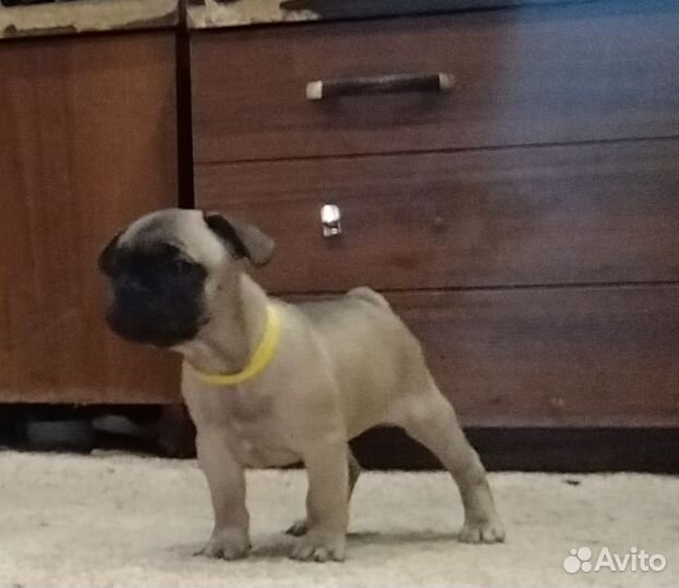 Французский бульдог