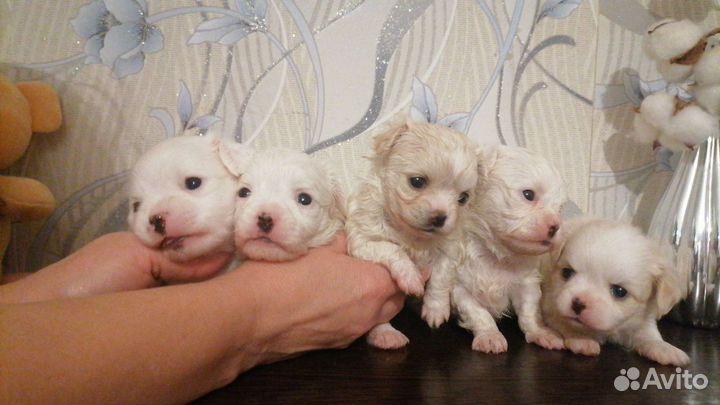 Щенки чихуахуа