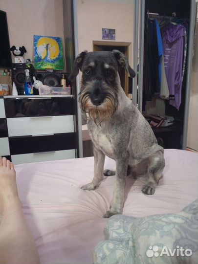 Мительшнауцер