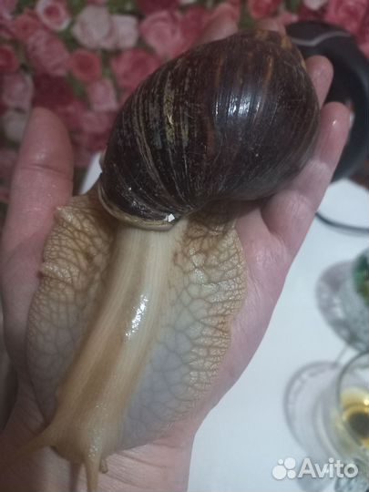 Улитки ахатины