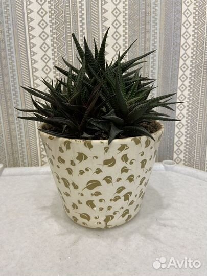 Суккуленты