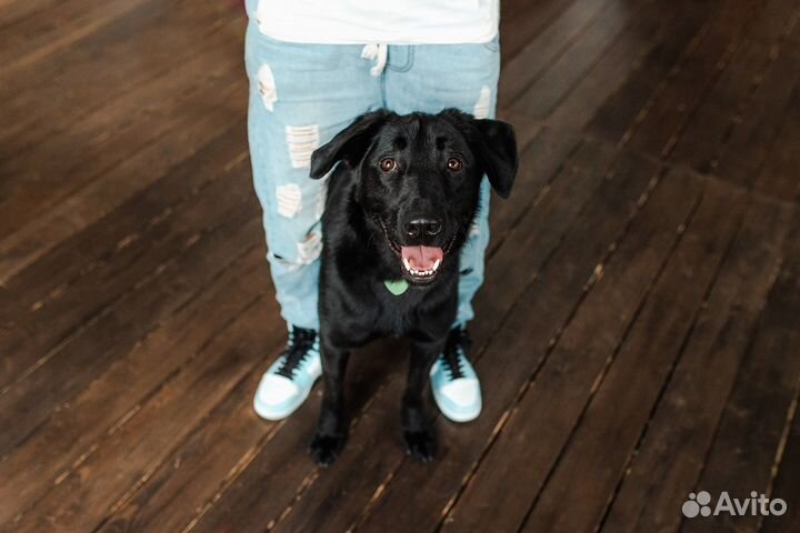 Чейз ищет семью