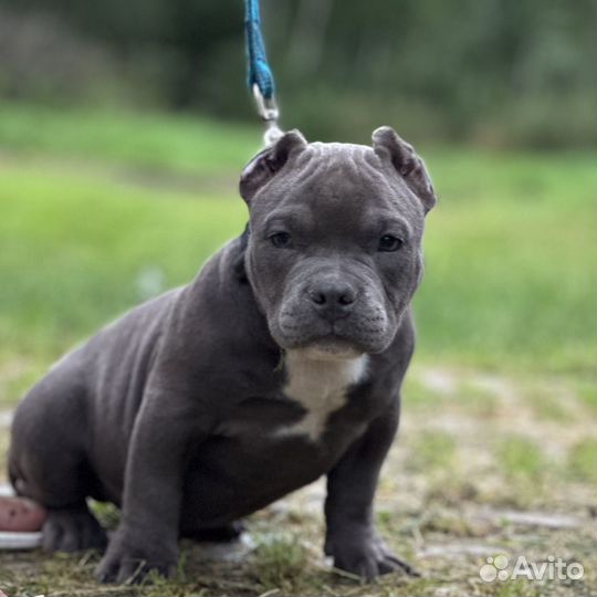 Кобели булли