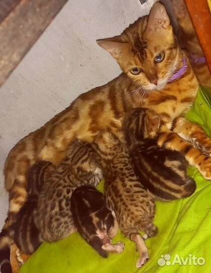 Бенгальские котята