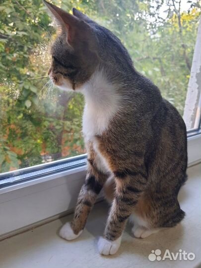 Кошка добрые руки