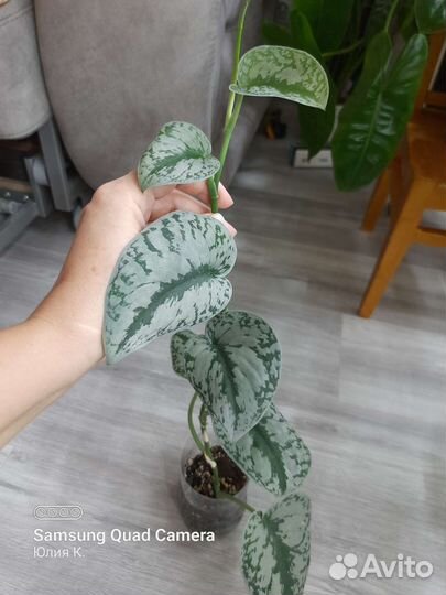 Монстера, сциндапсус, сингониум