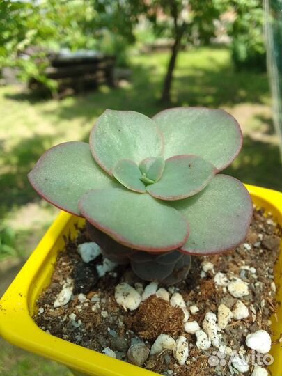 Суккуленты и кактусы