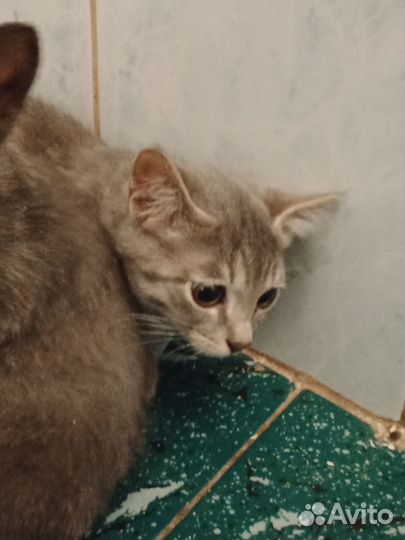 Кошка в дар бесплатно