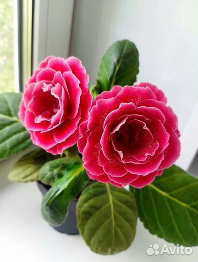 Глоксиния в горшке