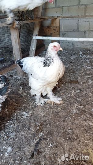 Молодка Брама