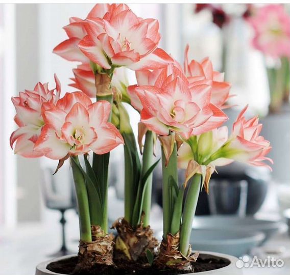 Гиппеаструм. Амариллис. Цветы на подарок