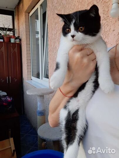 Британские котята