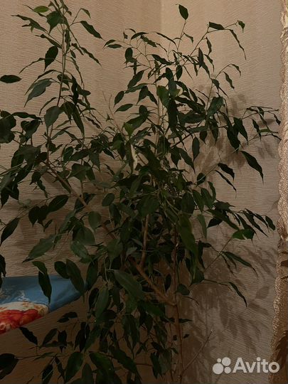 Бенджамина