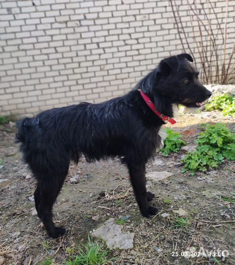 Небольшой хвостик ищет дом