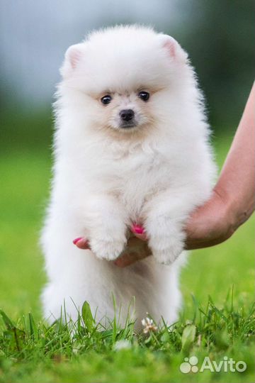 Померанский шпиц, мальчик 2 мес