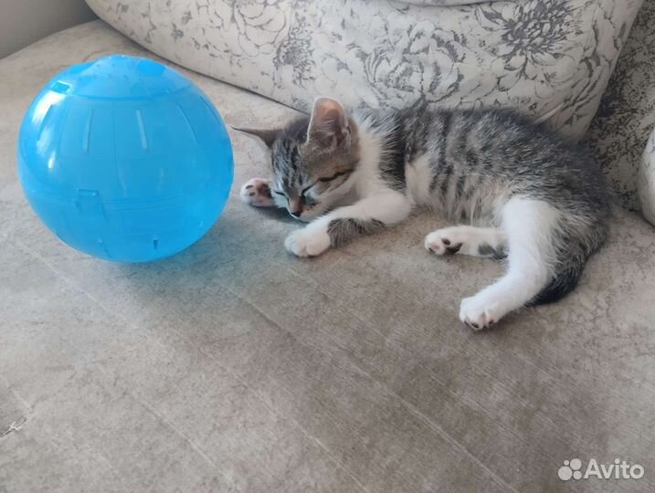 Шар для прогулки хомячка