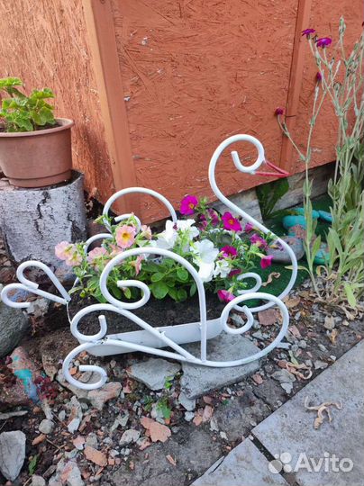 Цветочница уличная