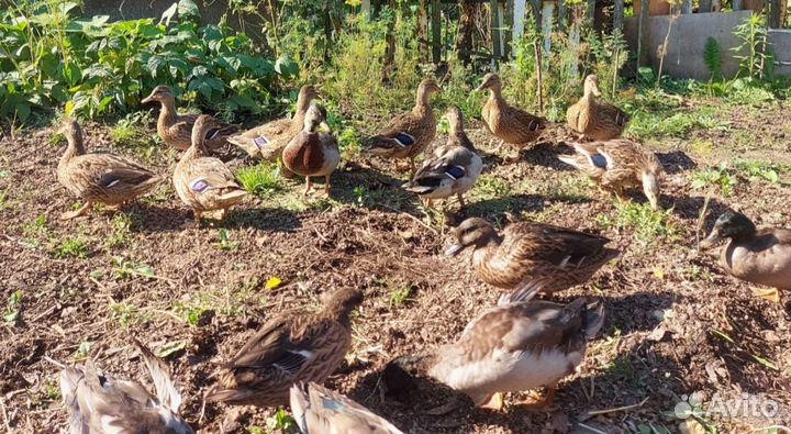 Подсадные утки