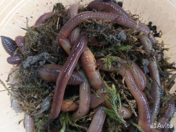 Червь выползок