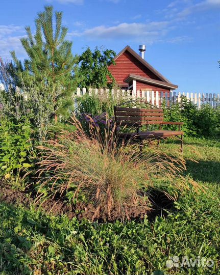 Овсяница сизая (лат. Festuca glauca)