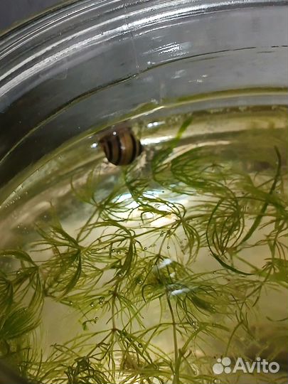 Улитка ампулярия