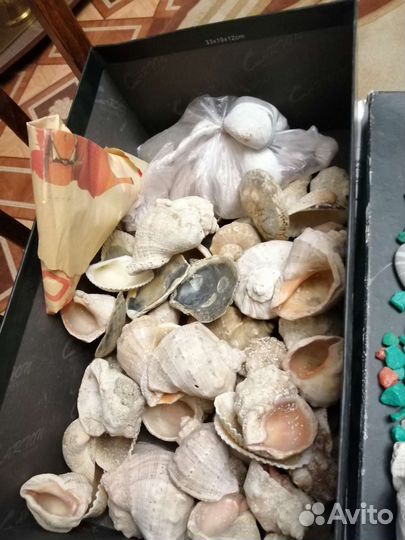 Морские ракушки