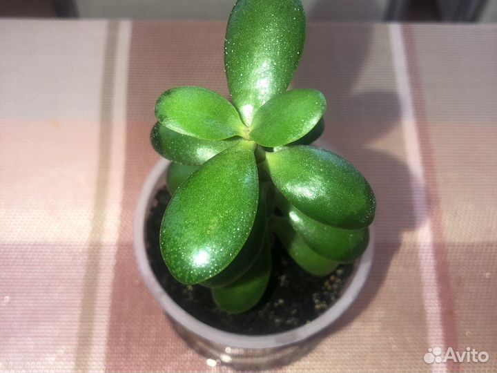 Толстянка, денежное дерево