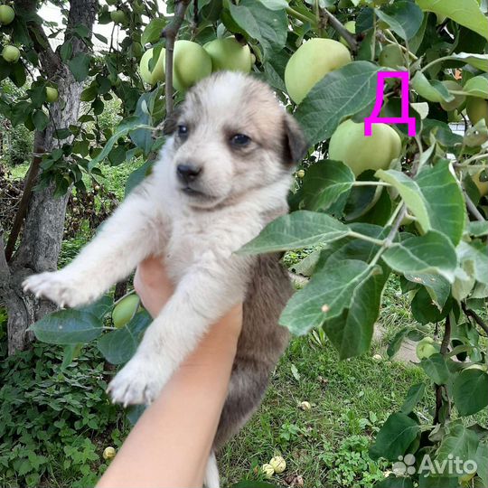 Щенки в добрые руки для Вашего семейного очага