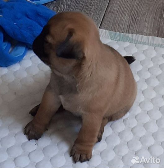 Мопсики курносики