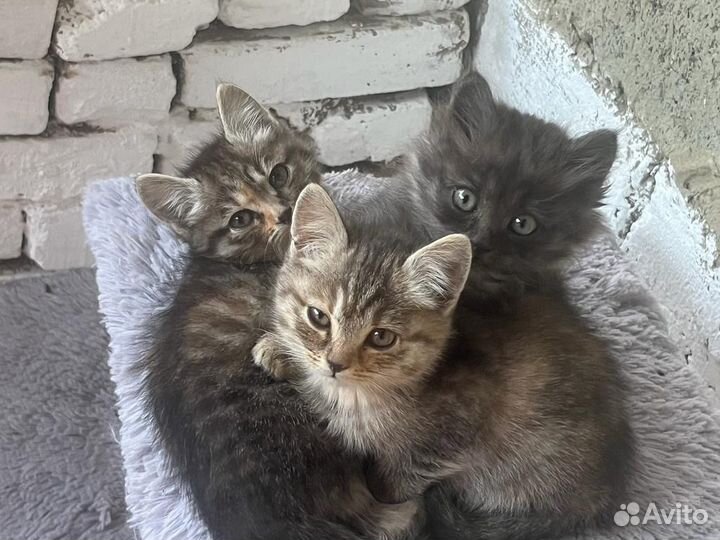 Котята в добрые руки