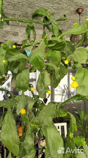 Кактус бесплатно