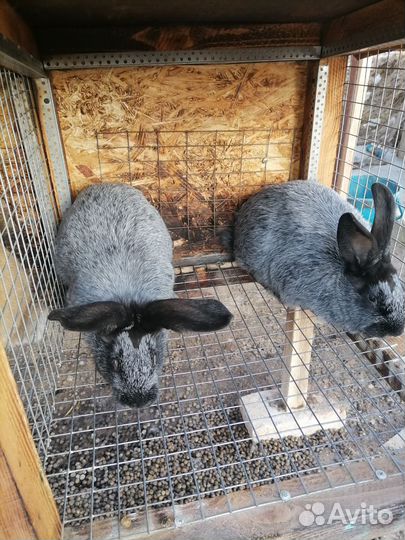 Кролик породы полтавское серебро